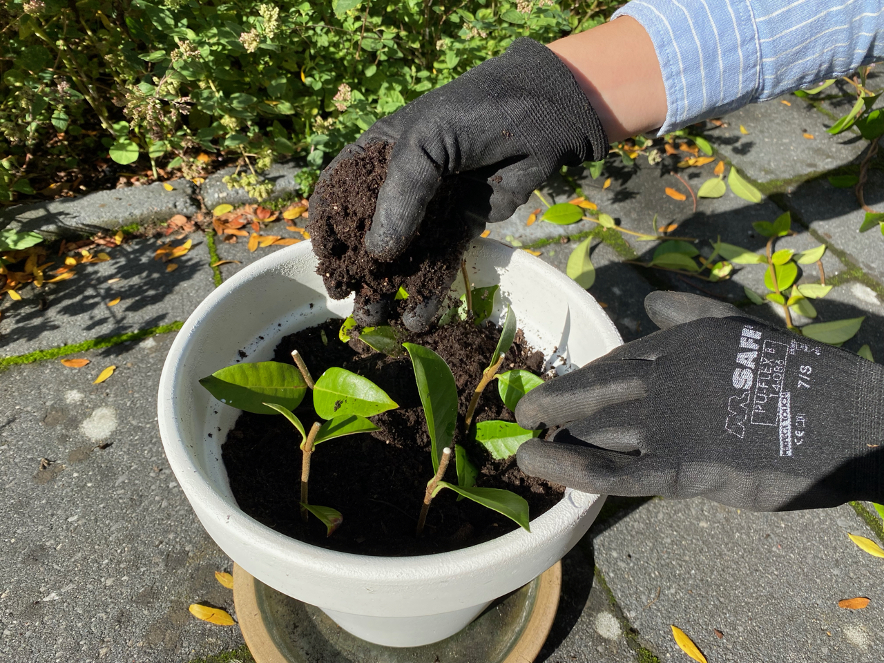 Propagate Star Jasmine: Secrets to Stunning Garden Results!