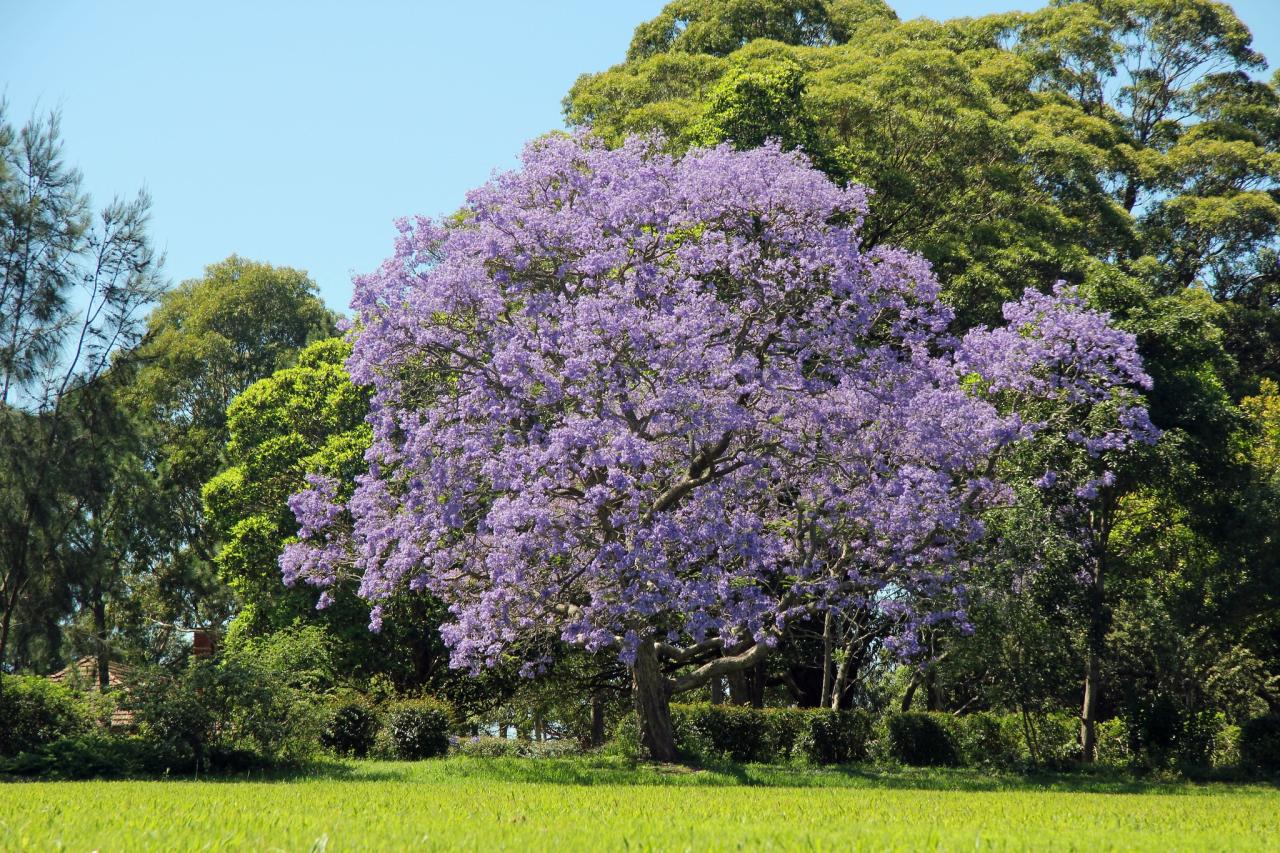 Discover How to Utilize Jacaranda Tree for a Stunning and Elegant Outdoor Space