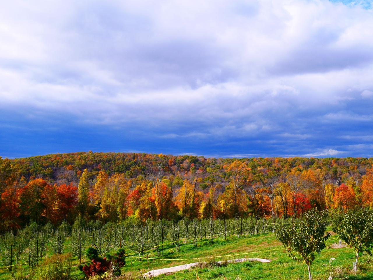 Discover the Allure of Harvest Moon Orchard: Your Fall Guide