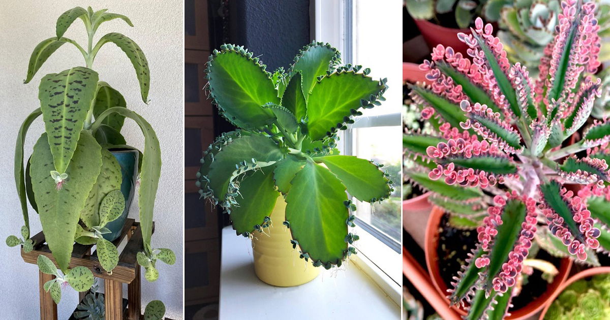 How to Successfully Expand Your Mother of Thousands Collection