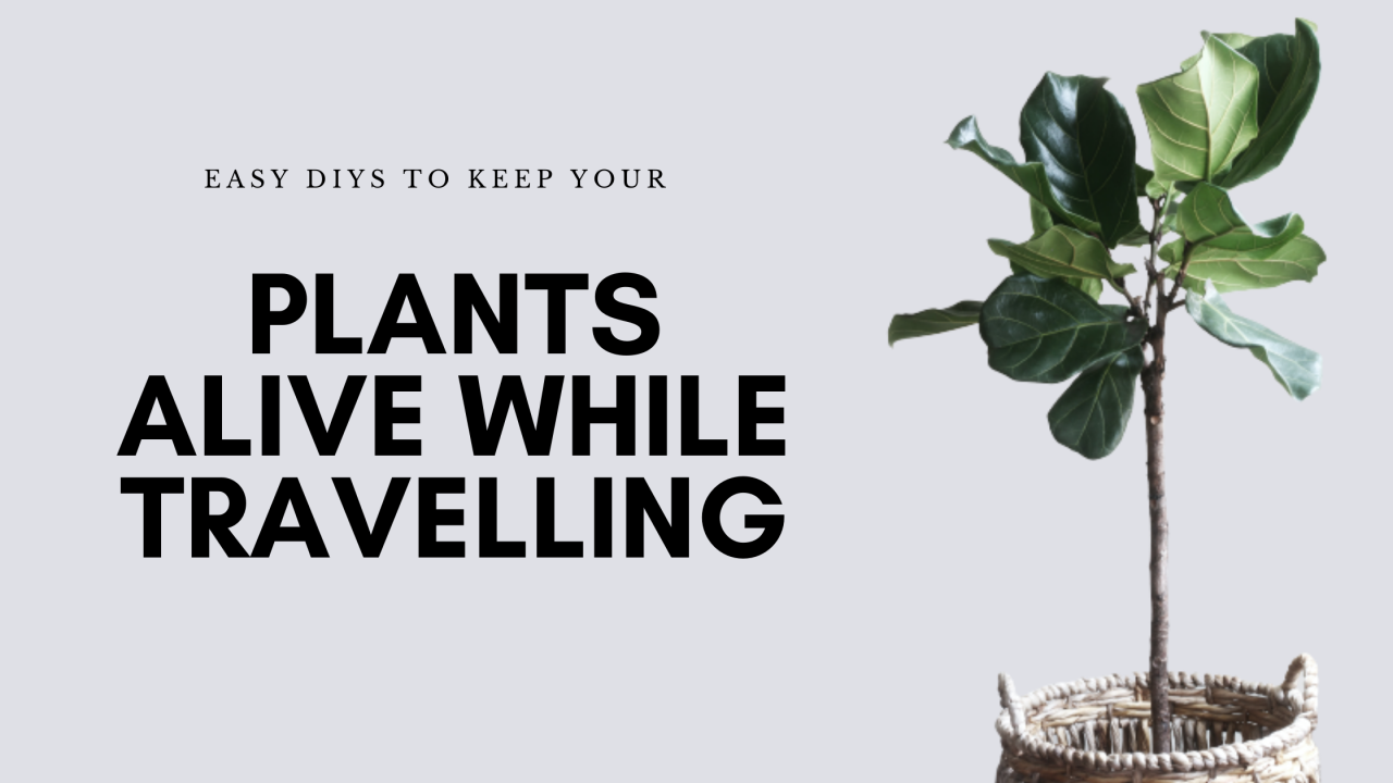 How to Keep Hanging Plants Alive During Vacation