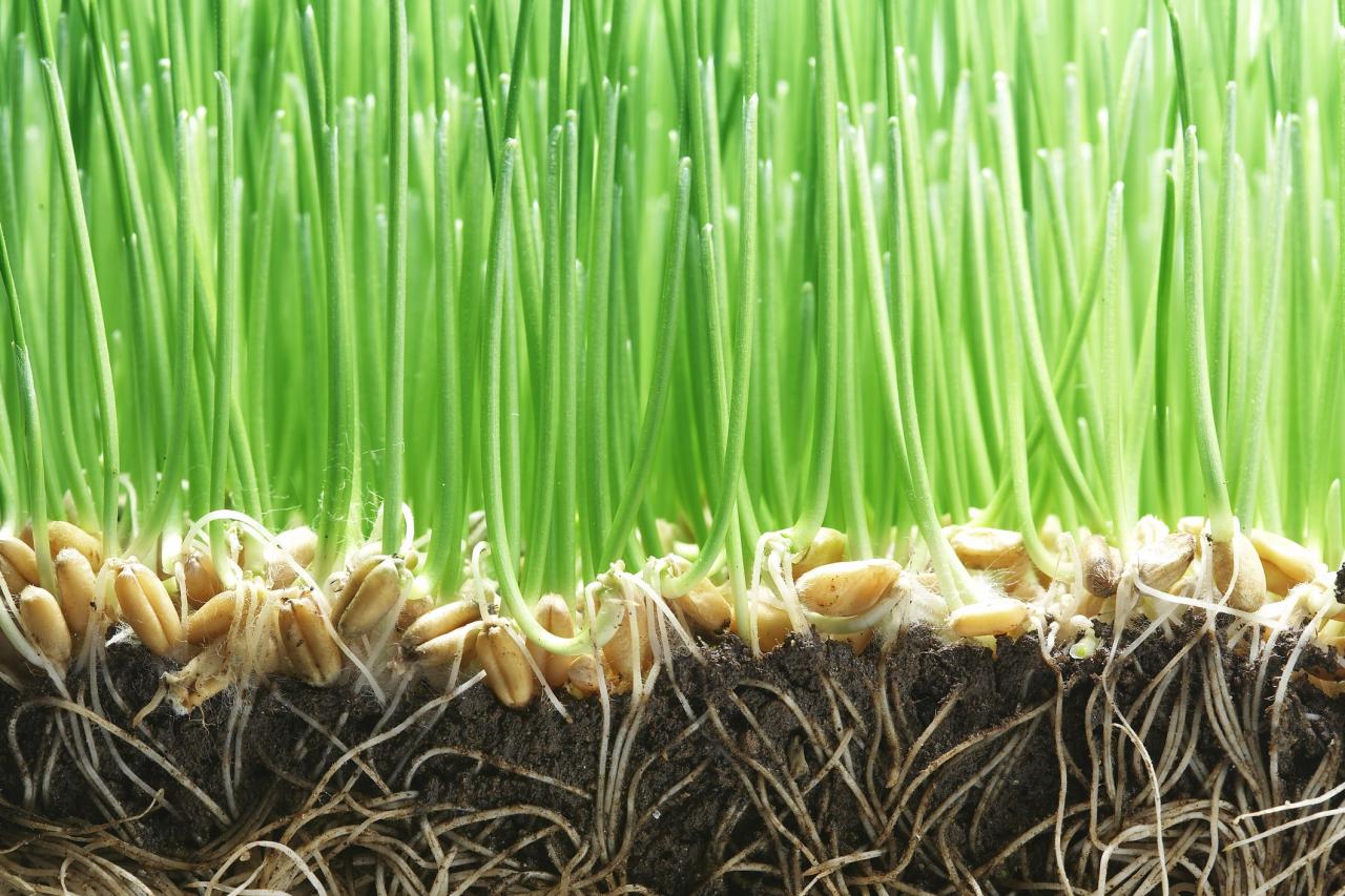 How Long for Grass Seed to Germinate? Everything You Need