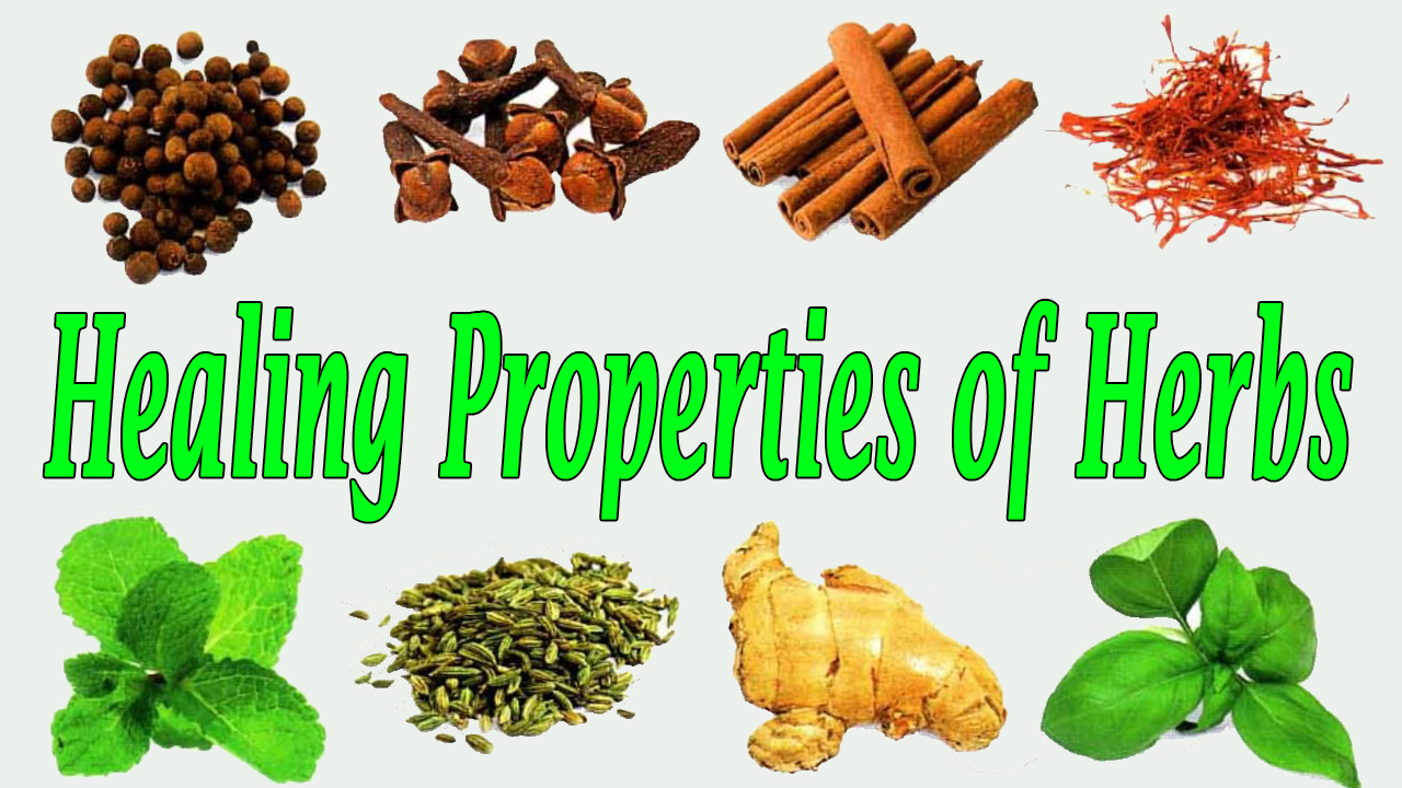 The Amazing Healing Properties of Biota Herb Explained