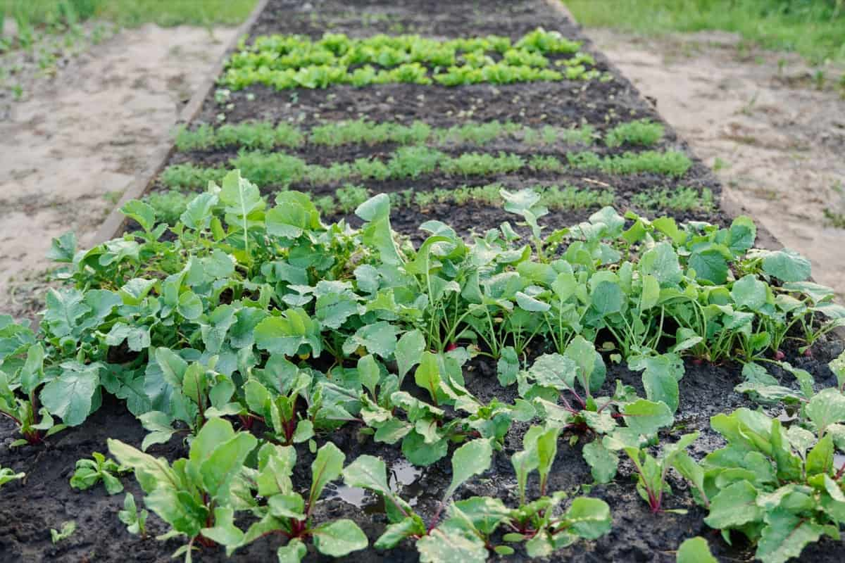 Why Some Plants Fail to Thrive in Raised Beds