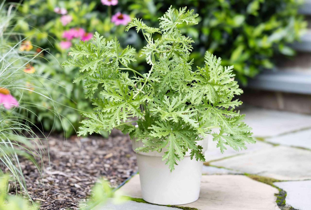 Grow a Bug-Free Yard with Citronella Plants