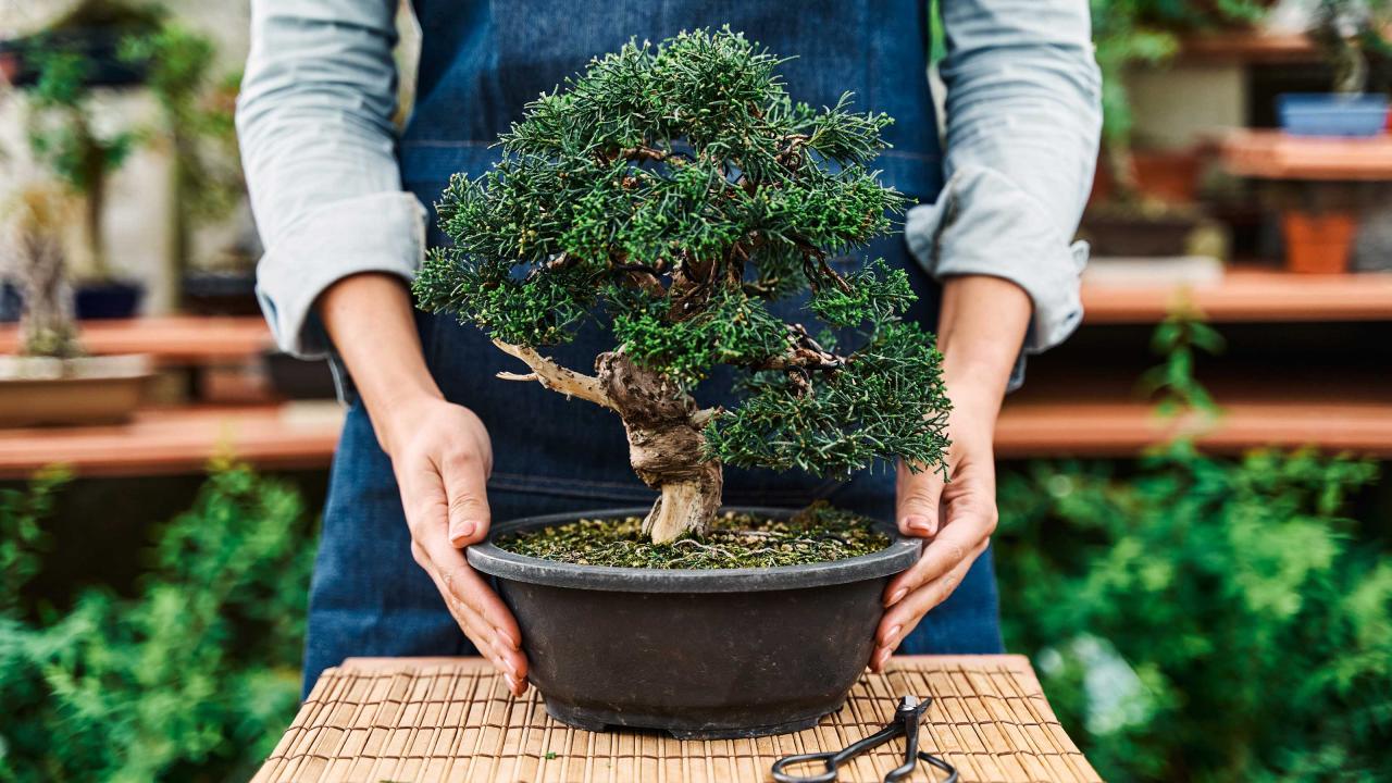 Bonsai Tree Care: Essential Tips To Follow