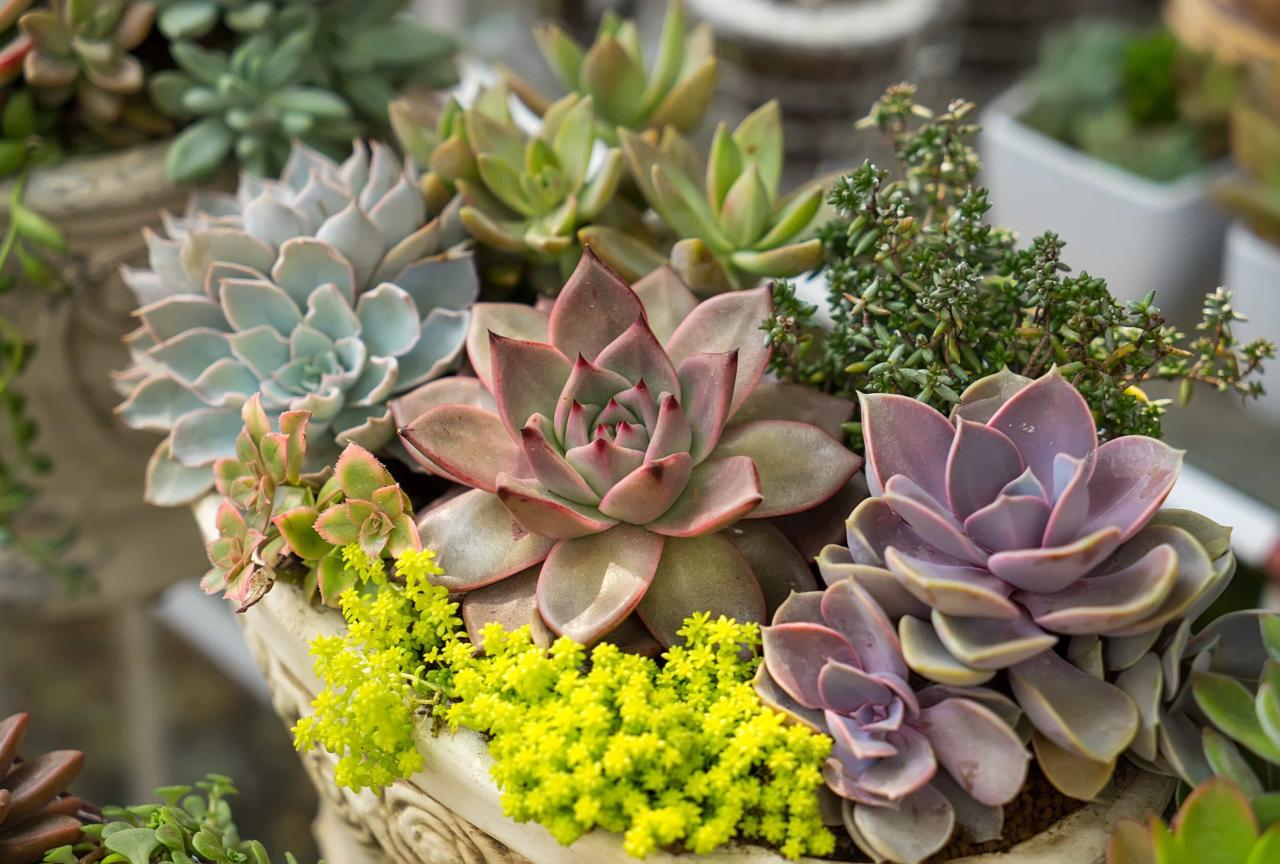 The Best Common Houseplants for Creating a Zen Space