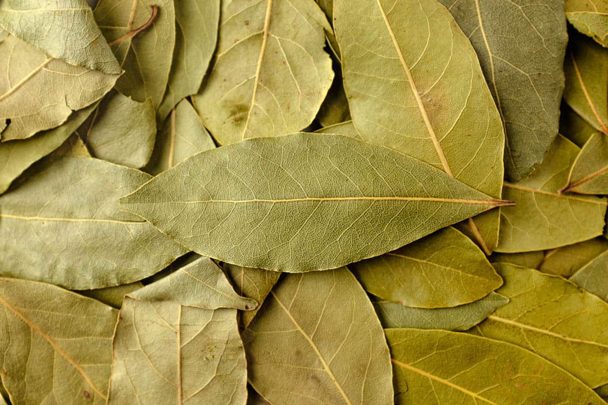 The Ultimate Tips for Using Bay Leaf Substitutes in Your Cooking