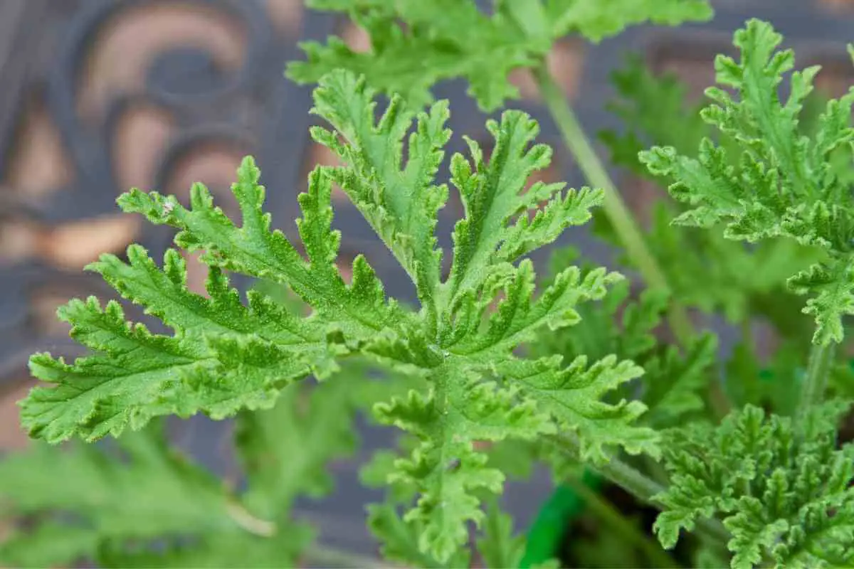 Citronella Plant: Essential Growing and Usage Tips for a Bug-Free Yard