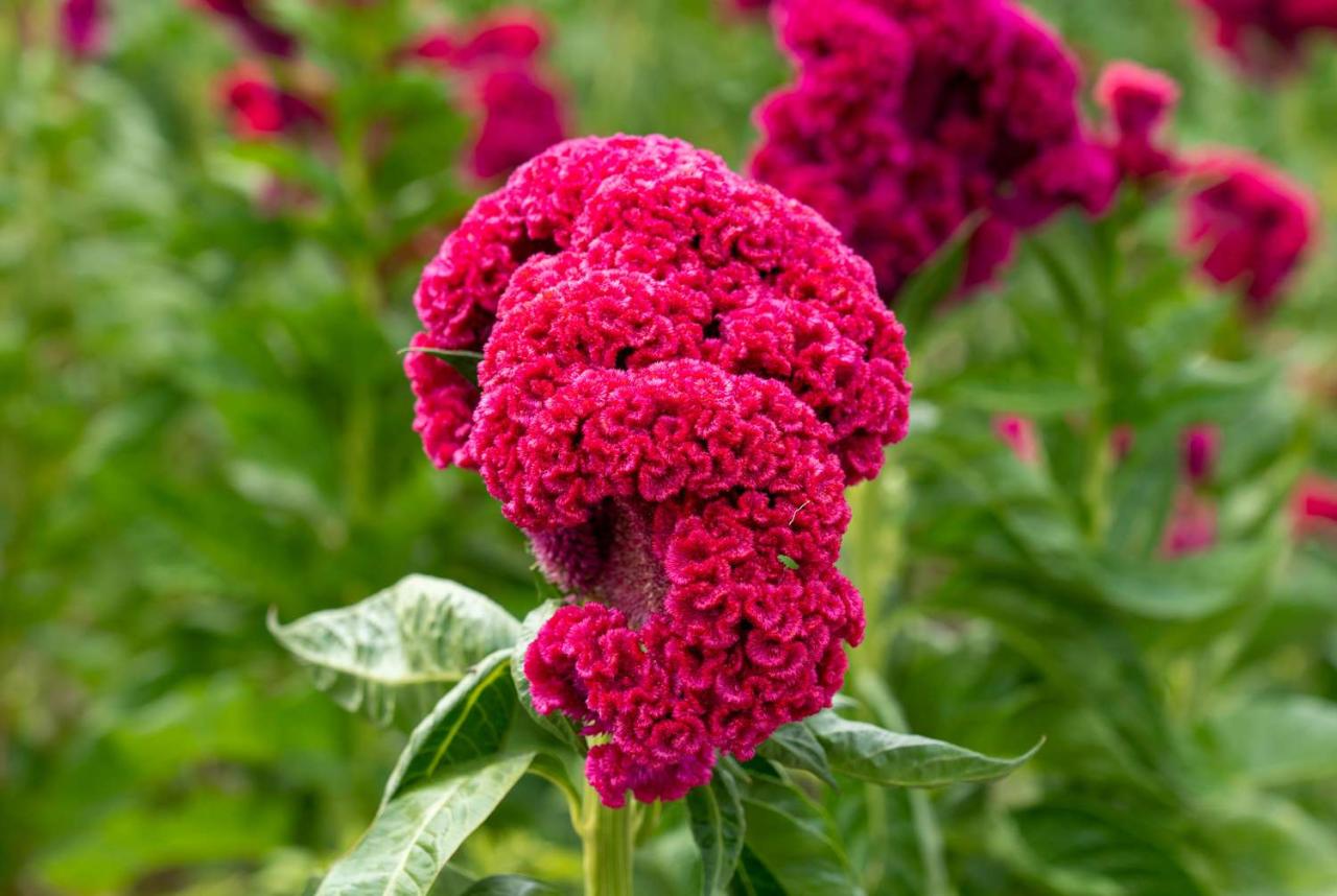 How To Provide Ideal Conditions For Celosia Plants