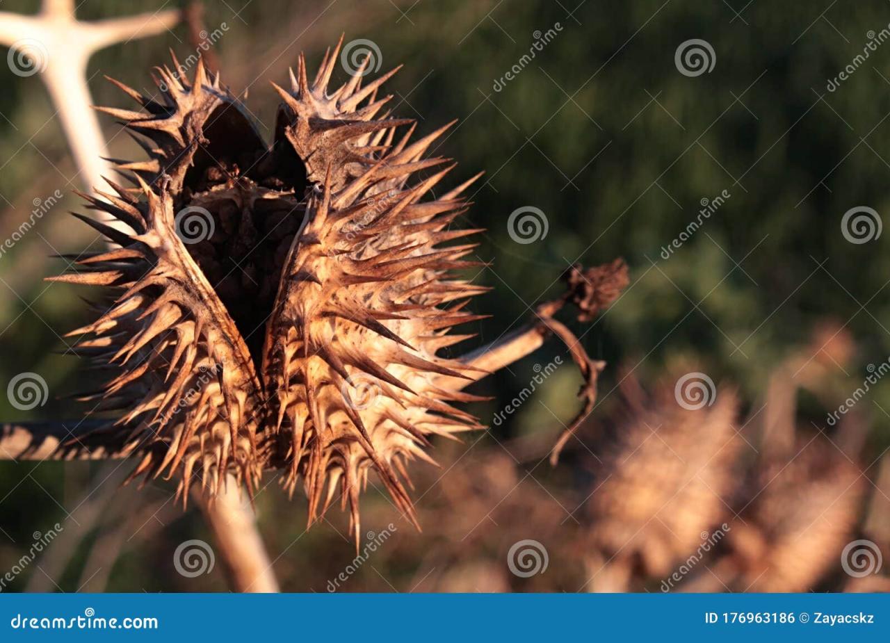 The Secret Life of Spiky Seeds: What Happens Underground