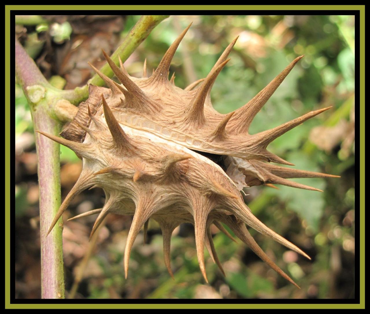 The Secret Life of Spiky Seeds: What Happens Underground