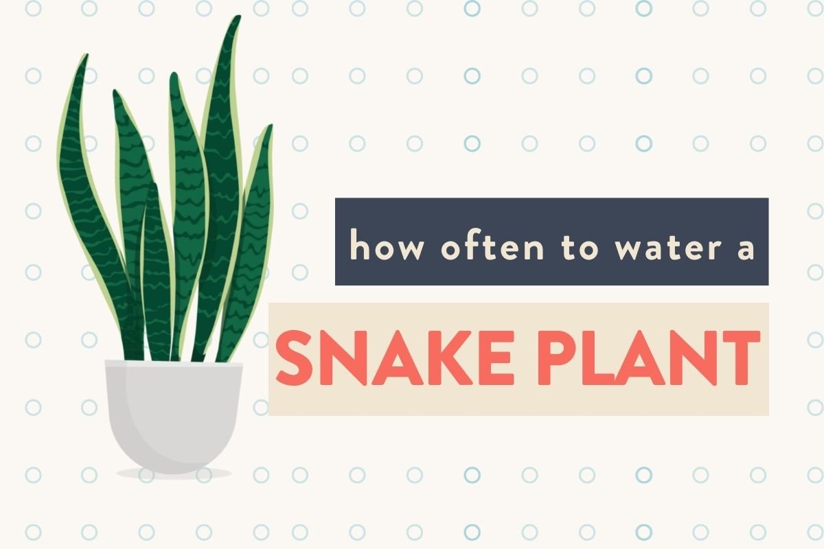 How Often to Water Snake Plants in High-Humidity Areas