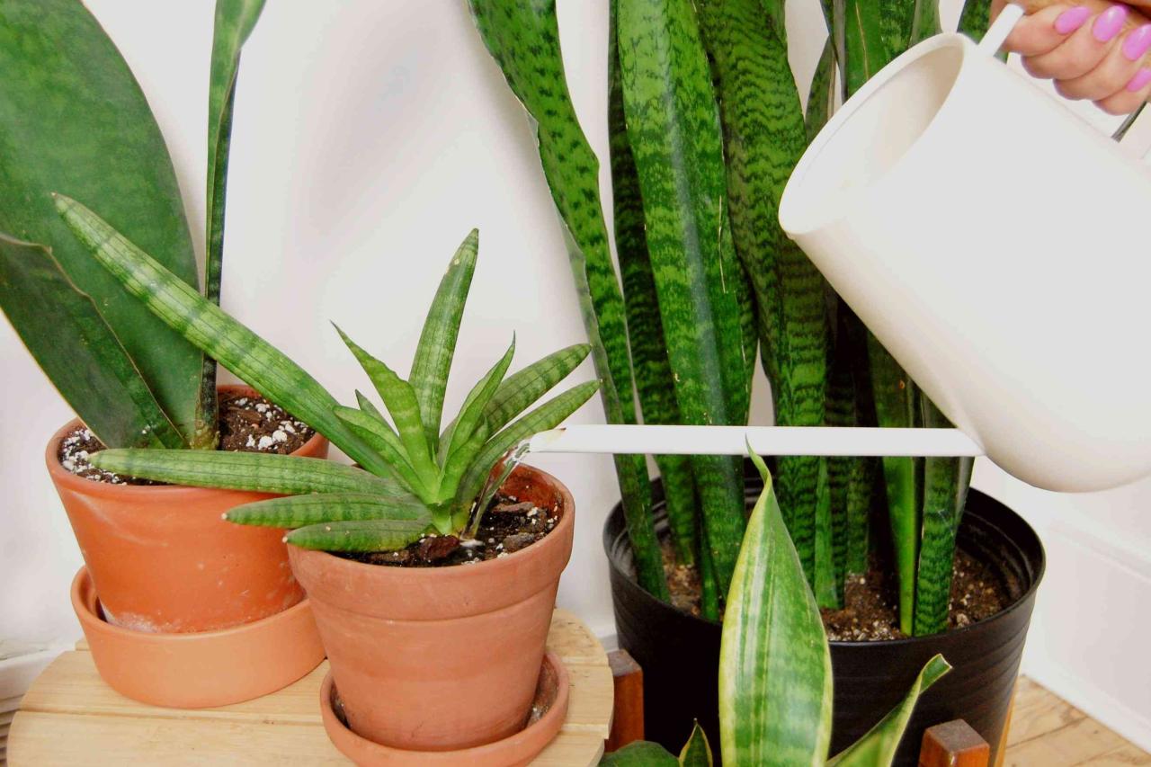 How Often to Water Snake Plants in High-Humidity Areas