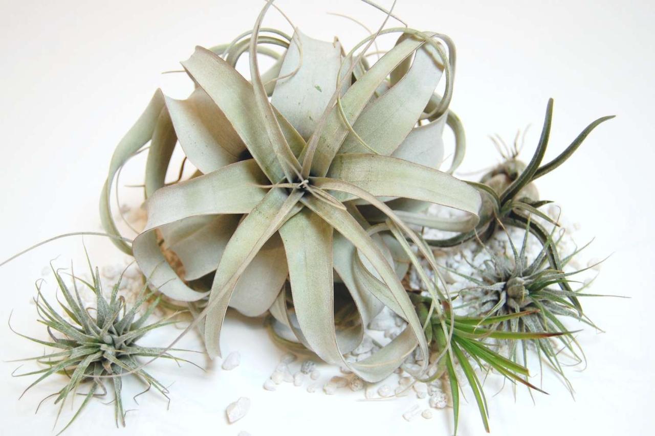 How to Water Air Plants and Prevent Fungal Infections