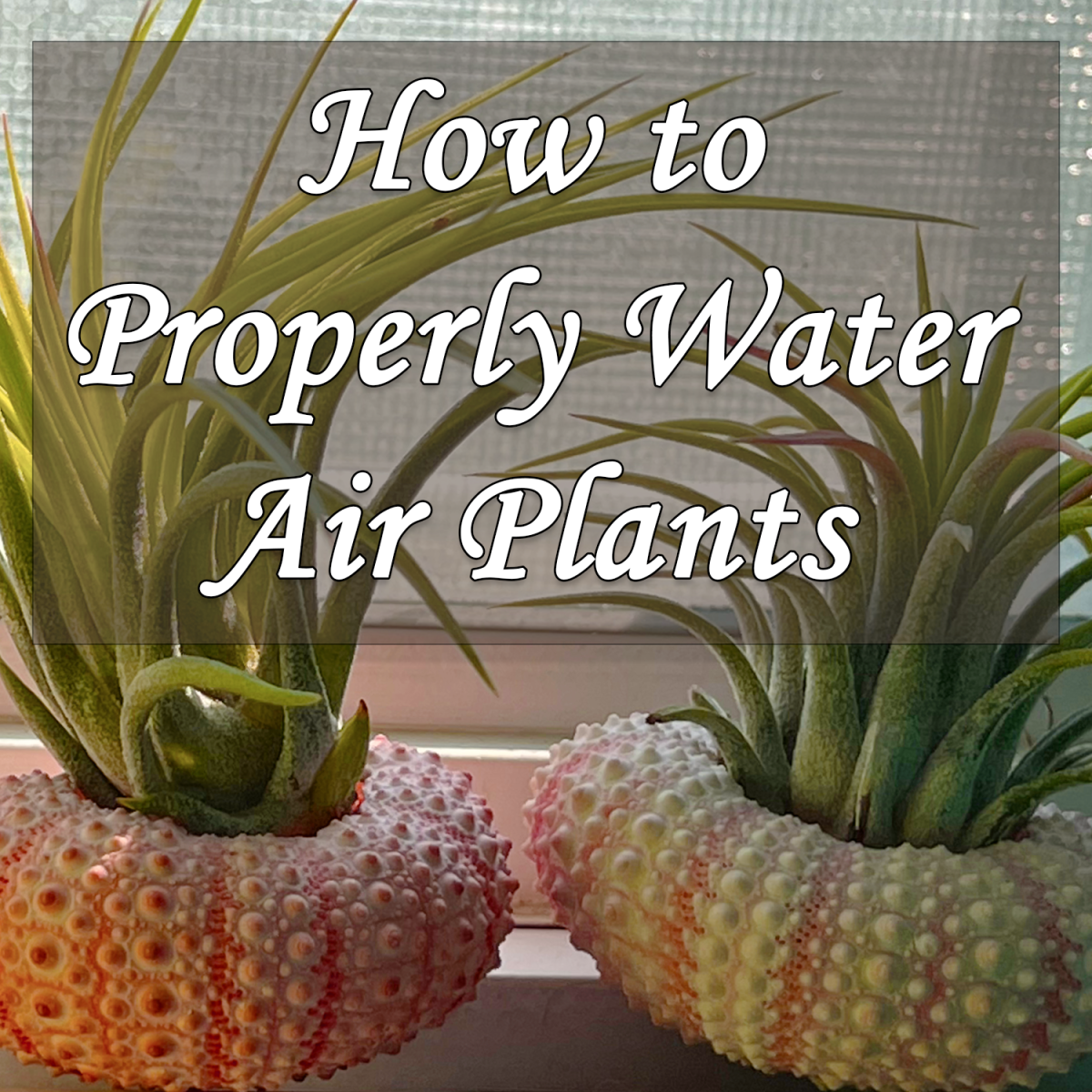 How to Water Air Plants and Prevent Fungal Infections