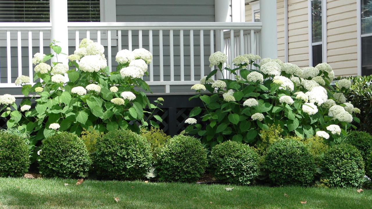 The Best Shrubs to Grow Near Hydrangeas