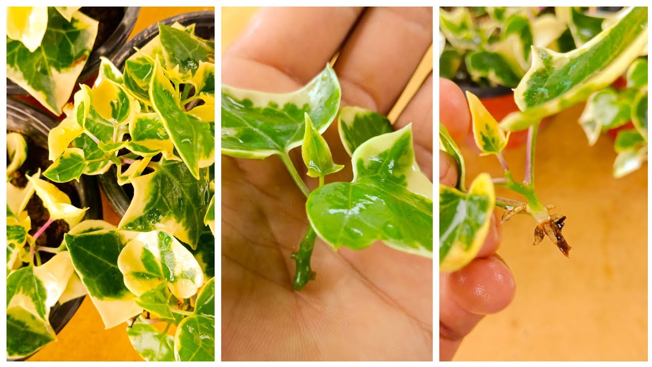 From Cutting to Climbing: How to Propagate Ivy with Ease