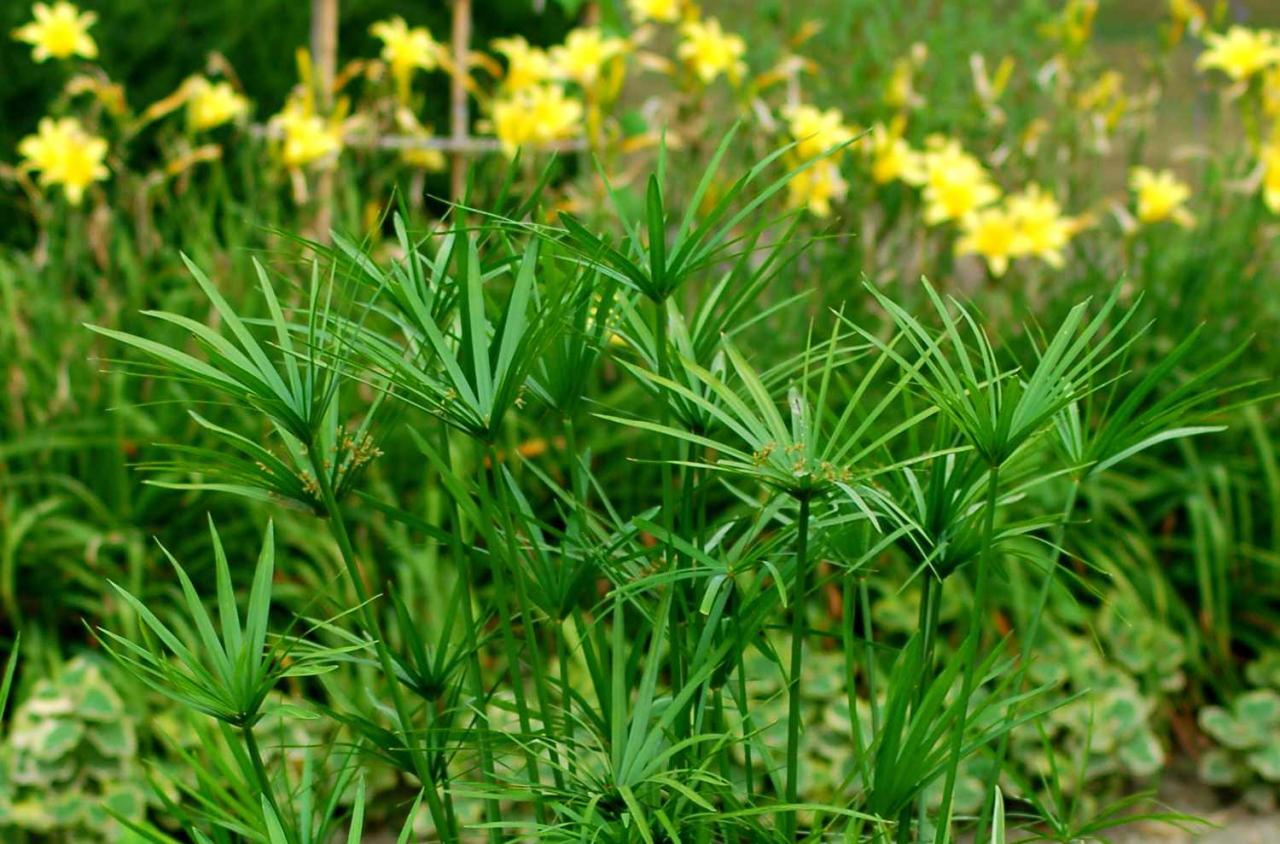 Grow Papyrus Plants: Essential Tips for Garden Success