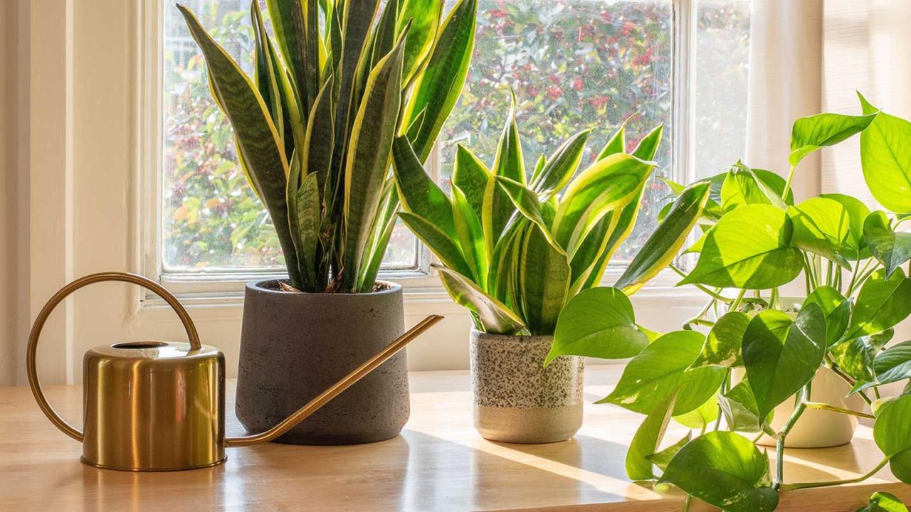 How Often to Water Snake Plants in High-Humidity Areas