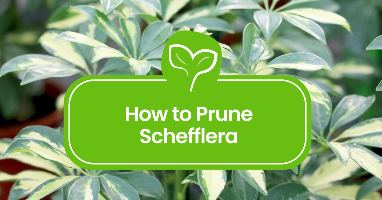 How to Effortlessly Propagate Schefflera and Enhance Your Plant Collection