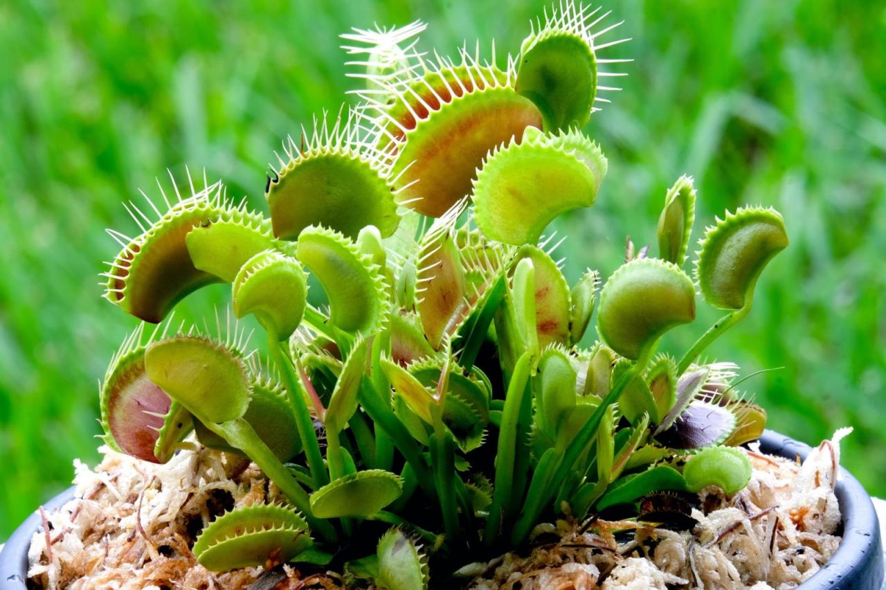 Double Your Venus Fly Trap Collection in Just a Few Steps