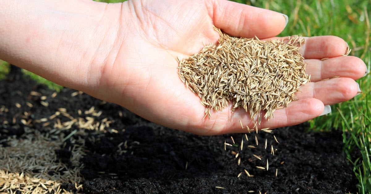 When to Sow Grass Seed in the UK: The Crucial Timing for a Gorgeous Lawn