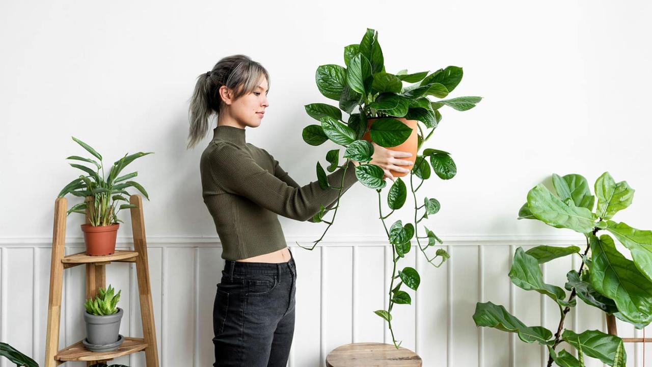 How to Keep Hanging Plants Alive During Vacation