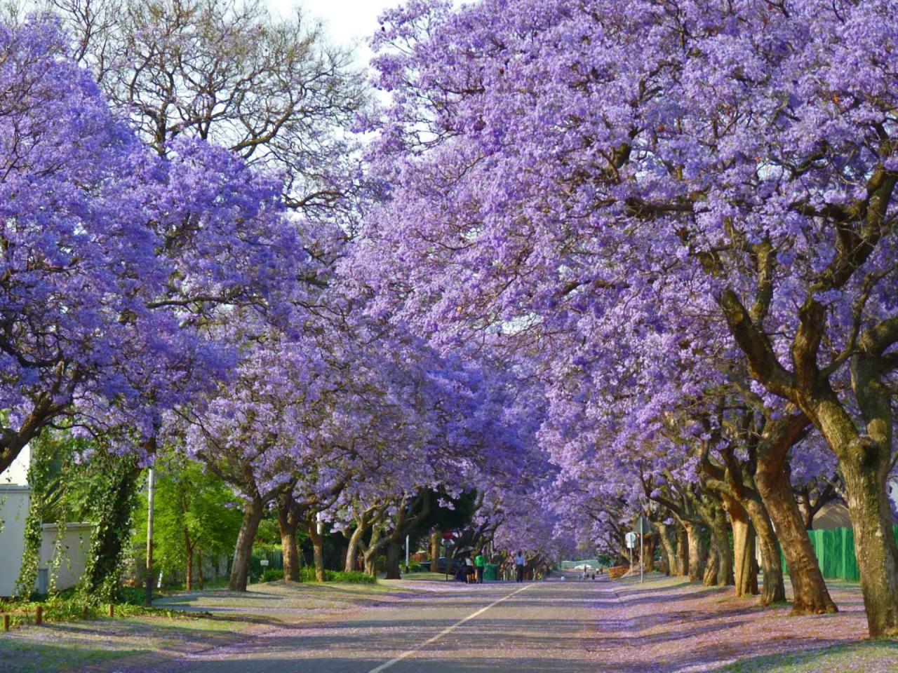 Discover How to Utilize Jacaranda Tree for a Stunning and Elegant Outdoor Space